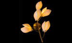 Das Licht Elysian Bloom Wall Sconce - Image 3