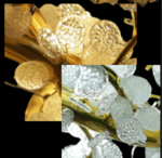 Das Licht The Weavers Bloom - Image 4