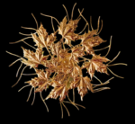 Das Licht Soleil d'Automne wall sconce - Image 4